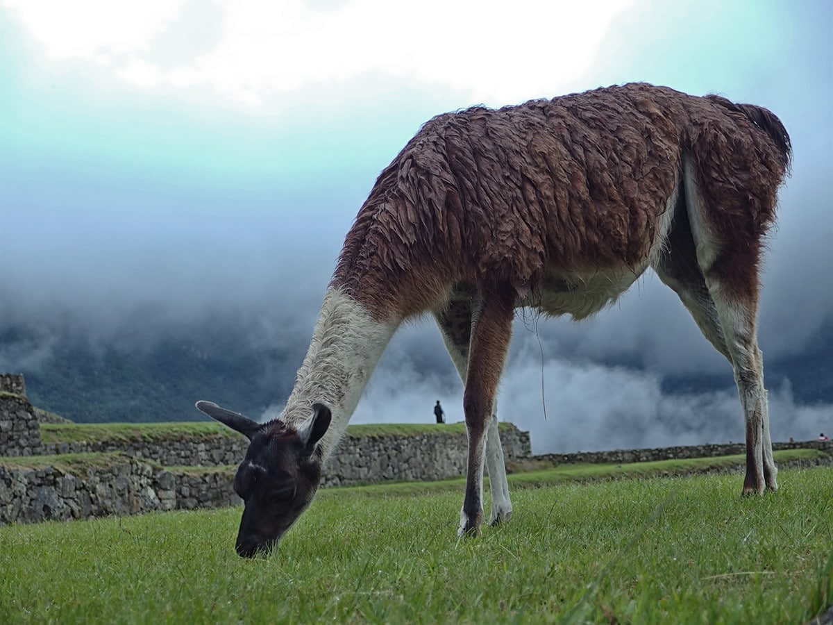 Machu Picchu