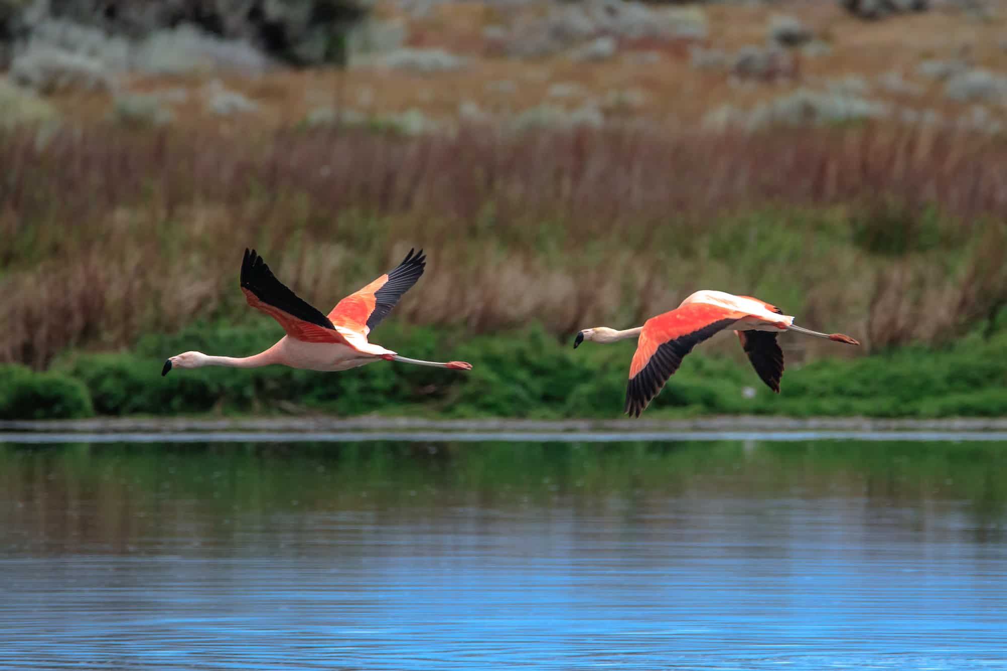 Laguna Nimez – das Vogelparadies bei El Calafate