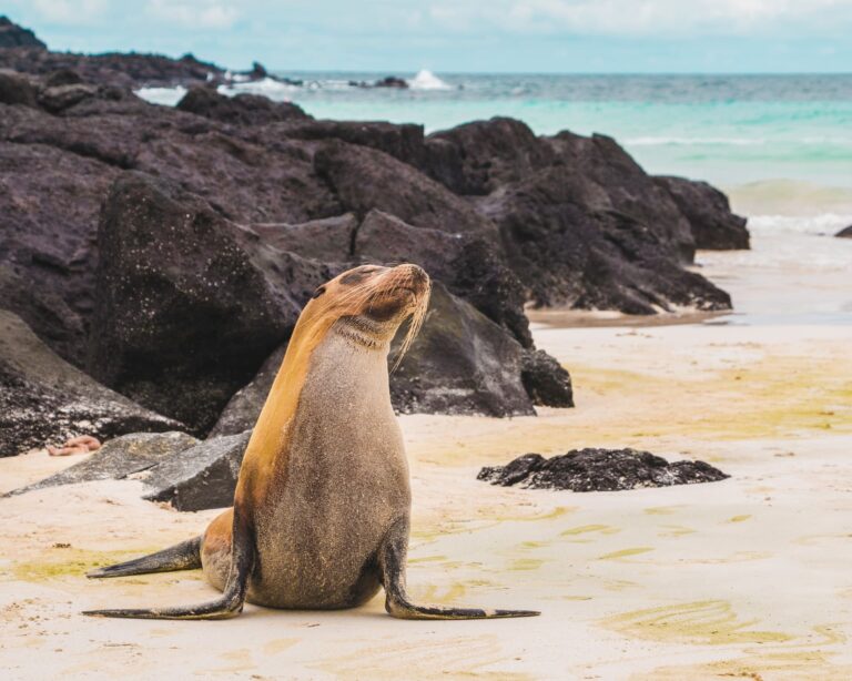 Galapagos Inseln in Ecuador – die besten Tipps und Infos!