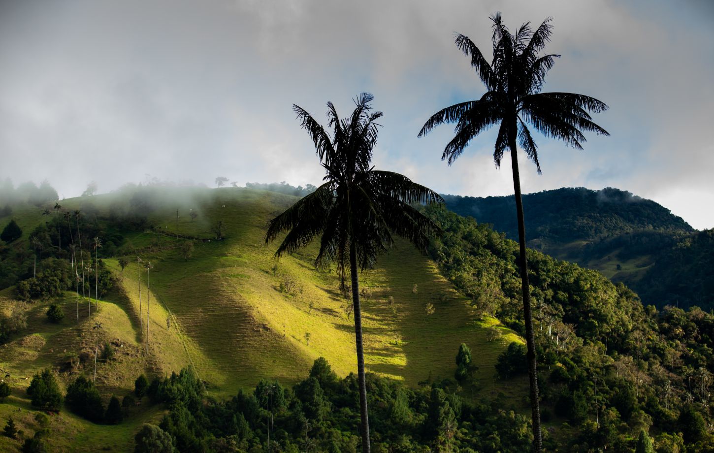 Kaffeezone Kolumbien: Ein Paradies für Naturfreunde